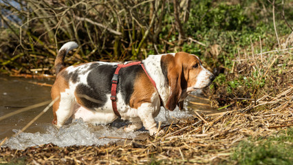 Dog in nature