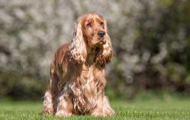 Cocker spaniel dog