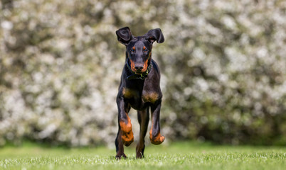 Young dobermann dog
