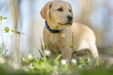 Young labrador retriever dog puppy