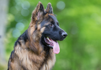 German shepherd dog