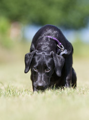 Labrador retriever dog