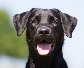 Labrador retriever dog