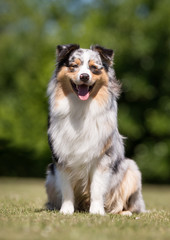 Australian shepherd