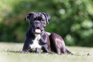 Dog on sunny day