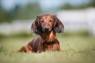 Dog on sunny day