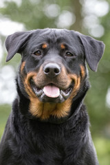 Rottweiler dog