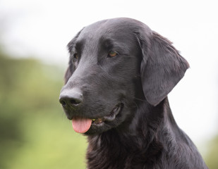 Flatcoated retriever dog