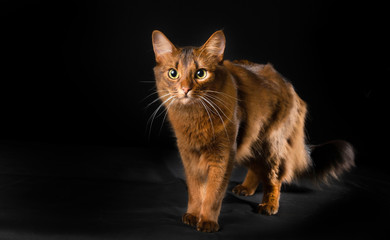 Cat in studio