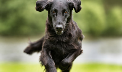 Flatcoated retriever dog