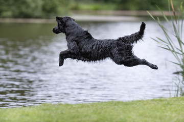Flatcoated retriever dog