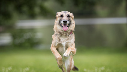 Dog on grass