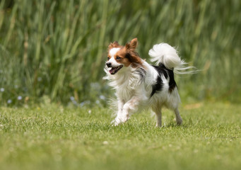 Small dog