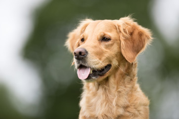 Golden retriever dog