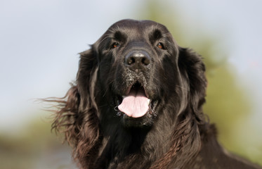 Black dog