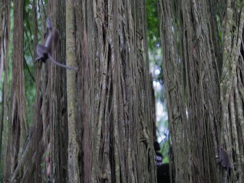 moneys jumping and playing around a old big tree in bali