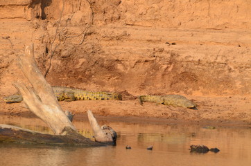 The Afrcan animals. Zambia