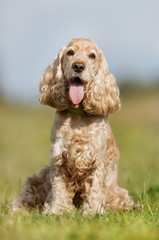 Cocker spaniel dog