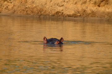 The Afrcan animals. Zambia