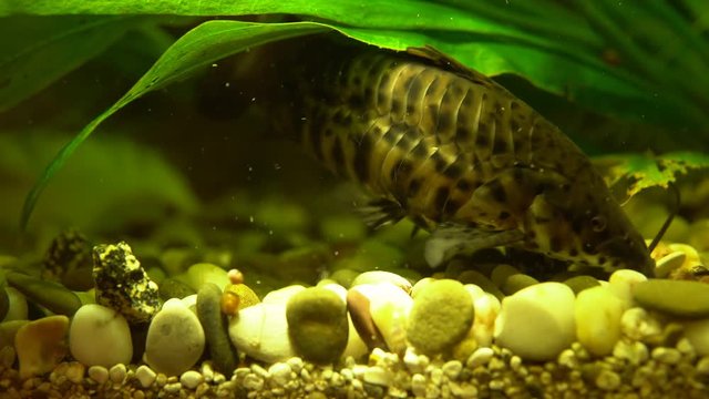 Hoplosternum thoracatum, spotted ornamental catfish eat special food in a home aquarium, close up shoot.