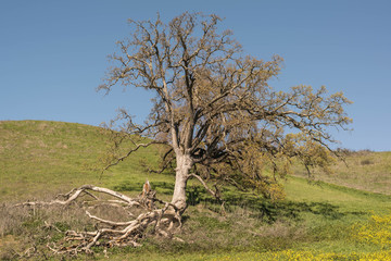 Old oak tree with falling branches, rolling green hill and deep blue sky