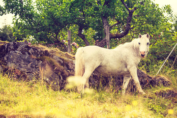 Obraz premium Horse on pasture.