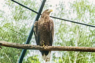 White-tailed eagle or Orlan whitetail sitting on a wooden branch