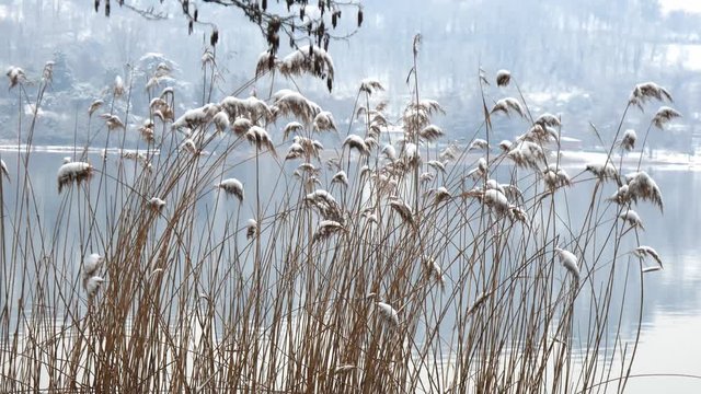Canneto di lago in inverno