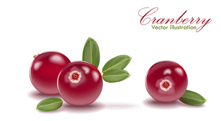 Red tasty cranberry set with leaf on isolated white background. Cranberries for juice, pudding, smoothie, sauces ads.  Vector EPS 10
