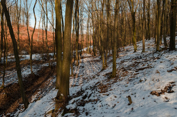 Fototapeta na wymiar cold snowy winter forest