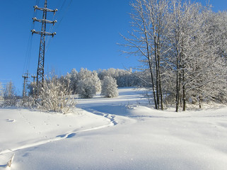 snowy trees