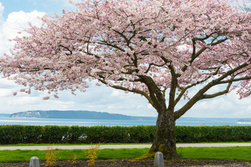 Blooming Japanese Cherry Tree overlooking Bay