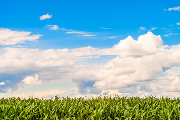 Green corn flat field at sunny summer day. Corn foliage under a bright cloudy sky. Agricultural landscape. © nskyr2