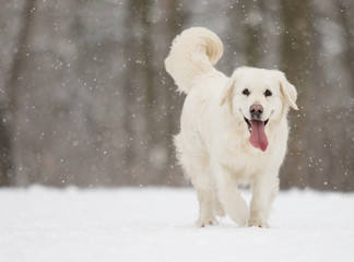 golden retriever dog in winter park