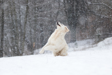 active dog in winter, breeds golden retriever