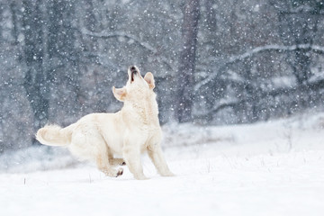 active dog in winter, breeds golden retriever