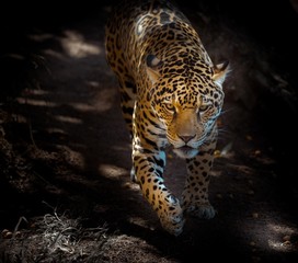leopard in movement 