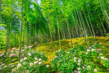 Obraz premium Flowered Japanese garden near bamboo forest of Tenryu-ji Zen Temple in Arashiyama District, Kyoto, Japan. Spring season. The garden is called the hundred flowers or Hyakka'en.