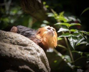 monkey on rock 