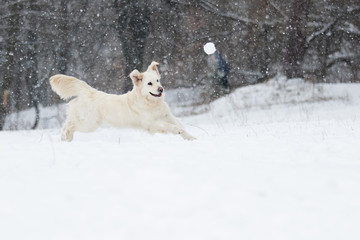 active dog in winter, breeds golden retriever