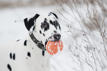 portrait of a Dalmatian dog