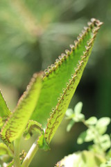 Kalanchoe