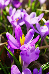 Beautiful colorful magic blooming first spring flowers purple crocus in wild nature. Selective focus, close up, vertical instagram photo.