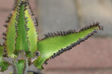 Kalanchoe