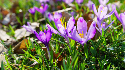 Beautiful colorful magic blooming first spring flowers purple crocus in wild nature. Selective focus, close up, copy space, horizontal.