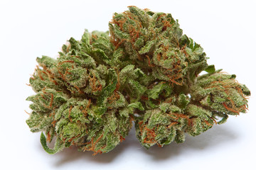 Close up of legal prescription medical marijuana home grown sativa strain isolated on a white background