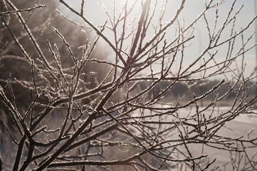 Icy branches in the morning