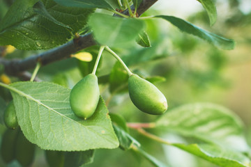 Green fruits of plum trees, which begin to ripen, hang on a tree branch