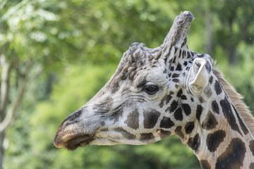 close up of a giraffe © dmdartworx