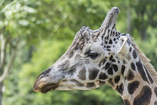 close up of a giraffe